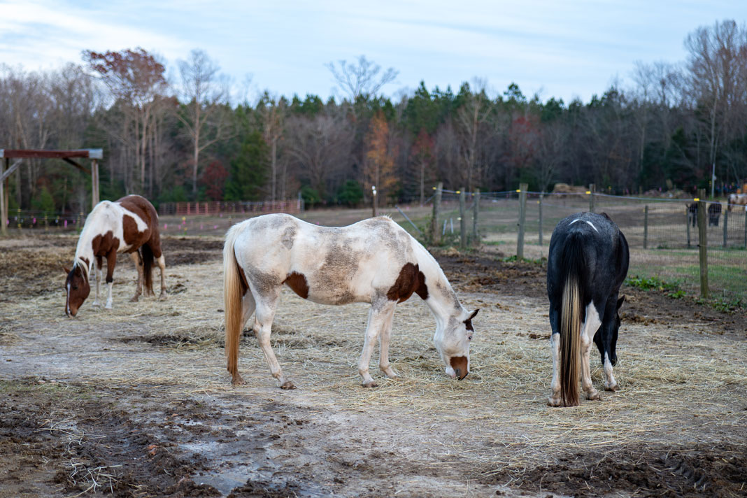 rescued horses in the pasture