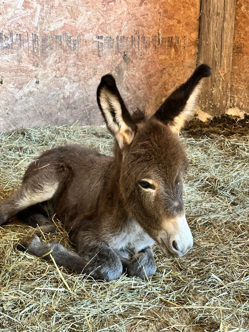 newborn baby from a rescued donkey