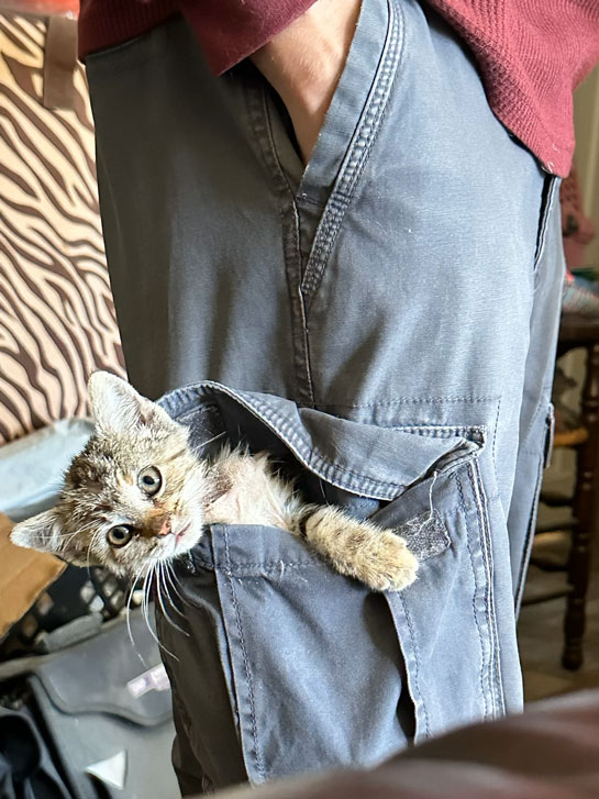 rescued kitten in a man's pocket