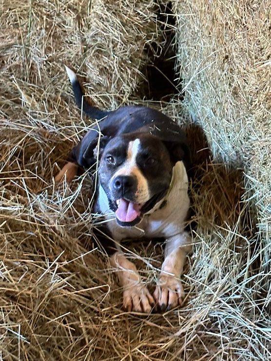 rescued dog in a pile of hay